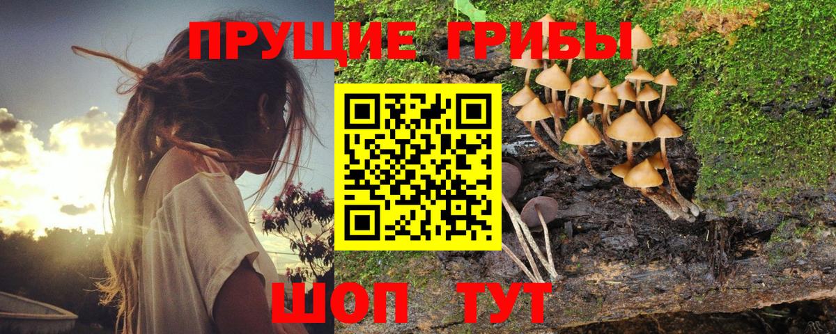 Вязьма  Псилоцибиновые грибы мицелий  Вход с VPN 